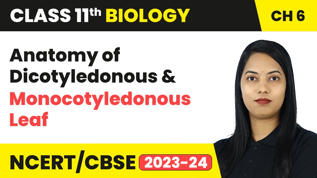 Anatomy of Dicotyledonous & Monocotyledonous Leaf - Anatomy of Flowering Plants | Class 11 Biology