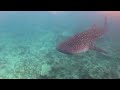 Tauchen Malediven, Süd-Ari Atoll vom 28.10. - 10.11.2018, Dive Oceanus, Sun Island Resort, Süd Ari Atoll, ex Little Mermaid, Malediven