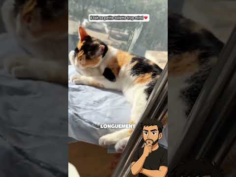 Ils sont pas chou ? #animaux #chat #chien