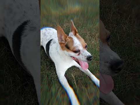 Rocky Balboa. The energetic fox terrier blue heeler.