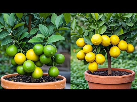 🌿Grow FASTER Citrus Trees with Simple Techniques