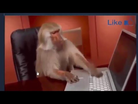 monkey typing laptop