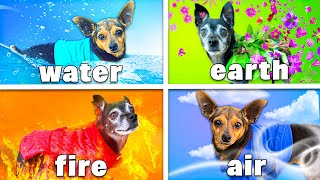 Four Elements Dog Challenge - Fire, Water, Earth & Air Dogs