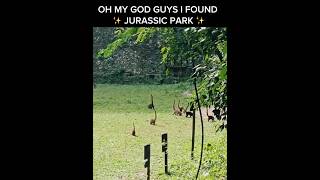 I FOUND JURASSIC PARK 😱🤯 #dinosaurs #jurassicworld #viral