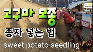 고구마 모종 만들기 과정 상세히 1편   고구마싹Detailed process of making sweet …