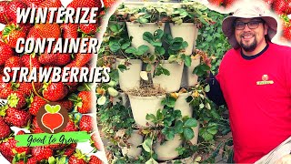 5 Easy Winterizing Tips for Container Strawberries | GreenStalk Leaf Planter | Mulching Strawberries