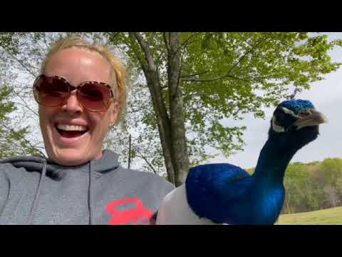 Welcome Bocephus! And how to transport a peacock