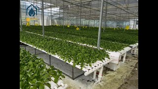 Thumbnail for video: what is NFT Hydroponic Grow System? How the NFT System Works?
