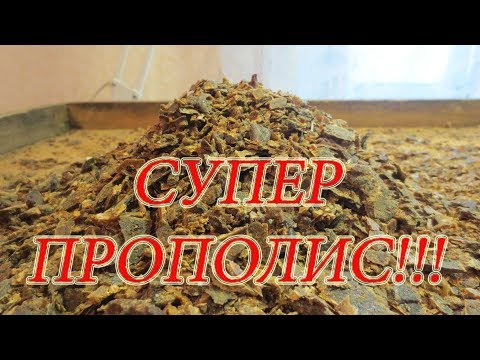 КАК СОБРАТЬ ОТБОРНЫЙ ПРОПОЛИС!!!🔥🔥