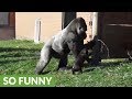 Rowdy baby gorilla gets disciplined by dad
