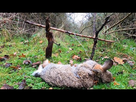 How to Snare Rabbits and Hares