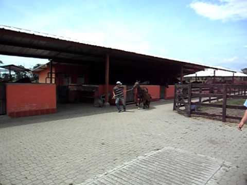 Fantástico de la Querencia x Cima (Memorable de la Luisa)