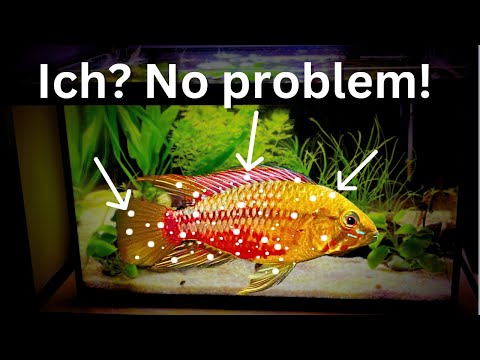 How to treat Ich (ick): fast & easy method to heal your fish!