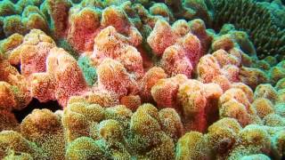 Good Attendance At Moruya Screenings Of Stop Adani Film