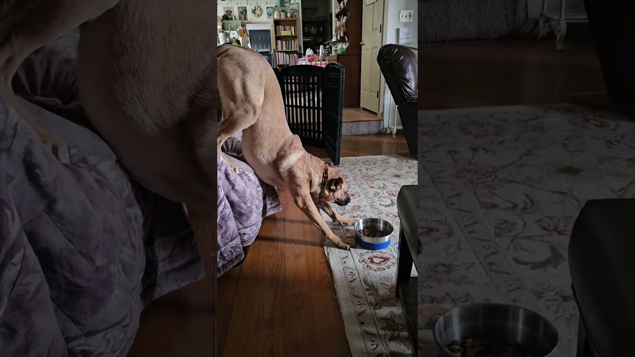 Maple, a Adoptable mixed breed in Thornton, CO video 2/6