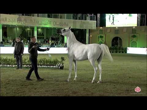 N.225 FAHDA ATHBAH - 2020 PSAIAHF Al Khalediah Show - Mares 7-9 Years Old (Class 8)