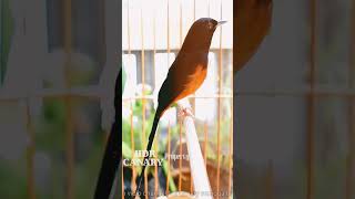 Download lagu MURAI MEDAN ISIAN LOVEBIRD PANJANG mp3