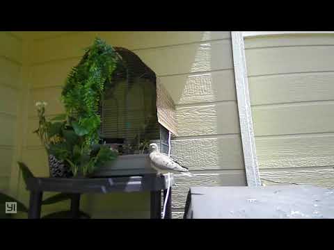 Mourning Dove, Day 16 - 1