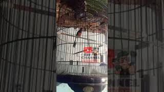 Download lagu Murai batu mewah RolL Sempur Hujan mp3 Download lagu Murai batu mewah RolL Sempur Hujan mp3