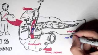 Insulin and Glucagon Overview