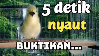 Download lagu AWAS NYAUT..! banyak cipow/sirpu yang tadinya diem saja jadi ikut gacor berkat sirpu ini mp3 Download lagu AWAS NYAUT..! banyak cipow/sirpu yang tadinya diem saja jadi ikut gacor berkat sirpu ini mp3