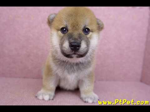 07/11赤色柴犬公幼犬