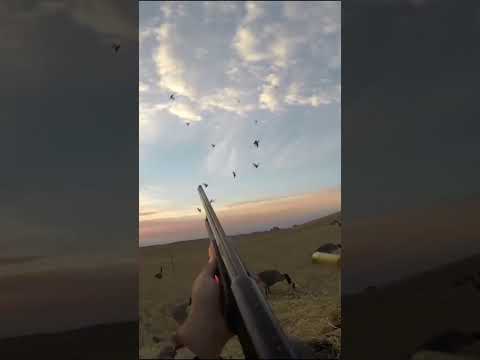Duck Hunting - Flock Incoming