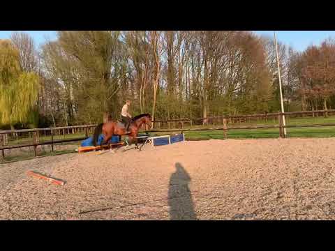 4 yh stallion Grand Slam VdL x Karandaji