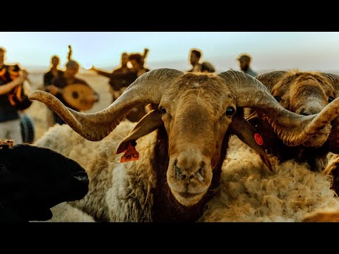 פרוייקט דאפה - דבקה רפיח ‏ ״دبكة رفح״