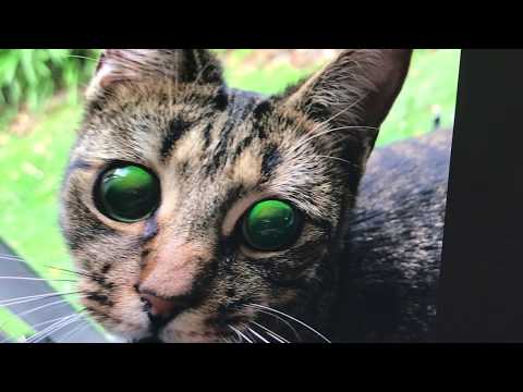Cat goes Suddenly Blind, Why ?