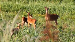 preview picture of video 'Fawns at Eagle Bluffs'