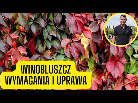 , title : 'Winobluszcz - wymagania i uprawa dzikiego wina (czerwone jesienią, szybko rosnące pnącze)'