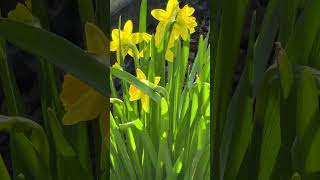 ZwillingsBlick - Nachkriegskind aus Mainz Weisenau genießt den Frühling in Rüdesheim-Nahe 