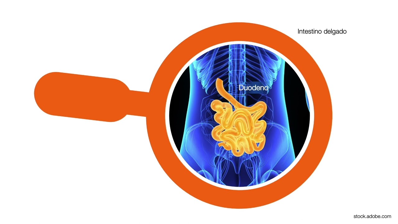 La complejidad del sistema digestivo - Anatomía