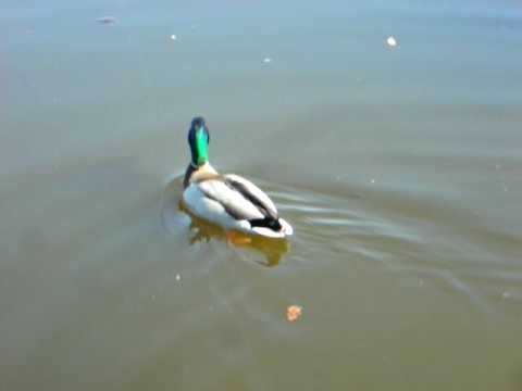 Keukenhof - Flying duck :)