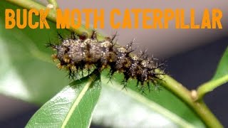 This Caterpillar Has a Mighty Sting