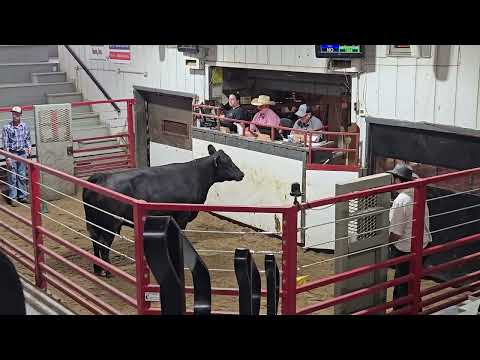 Kalona Sales Barn Market Report