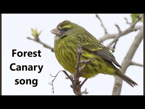Kanárik lesný (Crithagra scotops) — video o speve a chove
