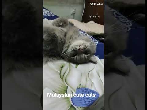 Malaysian cute cats Sabah Kotakinabalu.