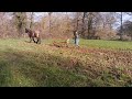 hongre ardennais