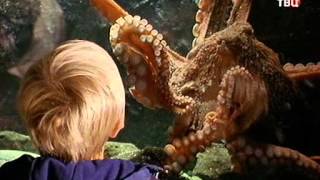 Смотреть онлайн Документальный фильм про осьминогов