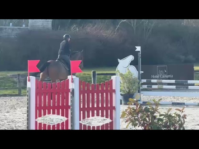 Caballo castrado Silla Franc&eacute;s En venta 2018 Bayo por ENRICO DE LA POMME 