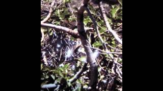 Sean McCann - Watery Joe