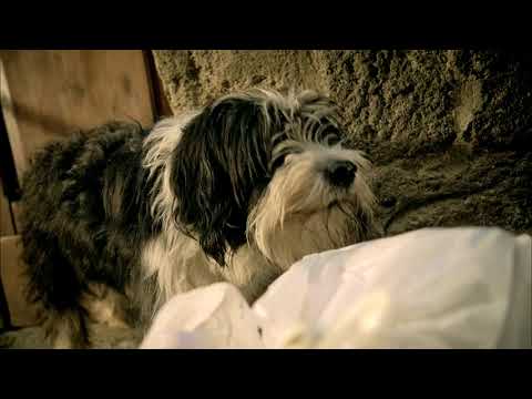 Bridgestone - Perro con suerte (Lucky Dog)