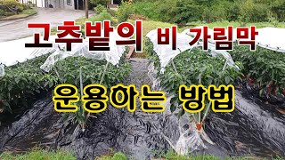 [텃밭농부 1,599]  고추밭의 비 가림 막 운용하는 방법. #고추재배