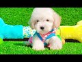 Maltipoo dogs for sale: FEMALE - Video 1