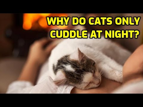 Why Does My Cat Only Want To Cuddle At Night?