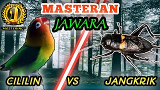 Download lagu LOVEBIRD VS JANGKRIK mp3 Download lagu LOVEBIRD VS JANGKRIK mp3