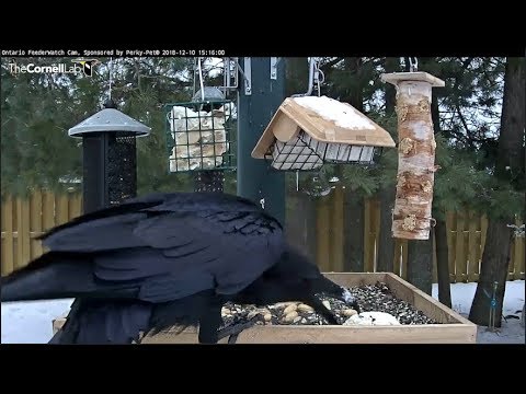 Common Raven Plucks Ball Of Frozen Rice From Feeder Tray – Dec. 10, 2018