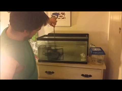 Axolotl Michael Gets Olaf Decoration And Cleaning Tank!